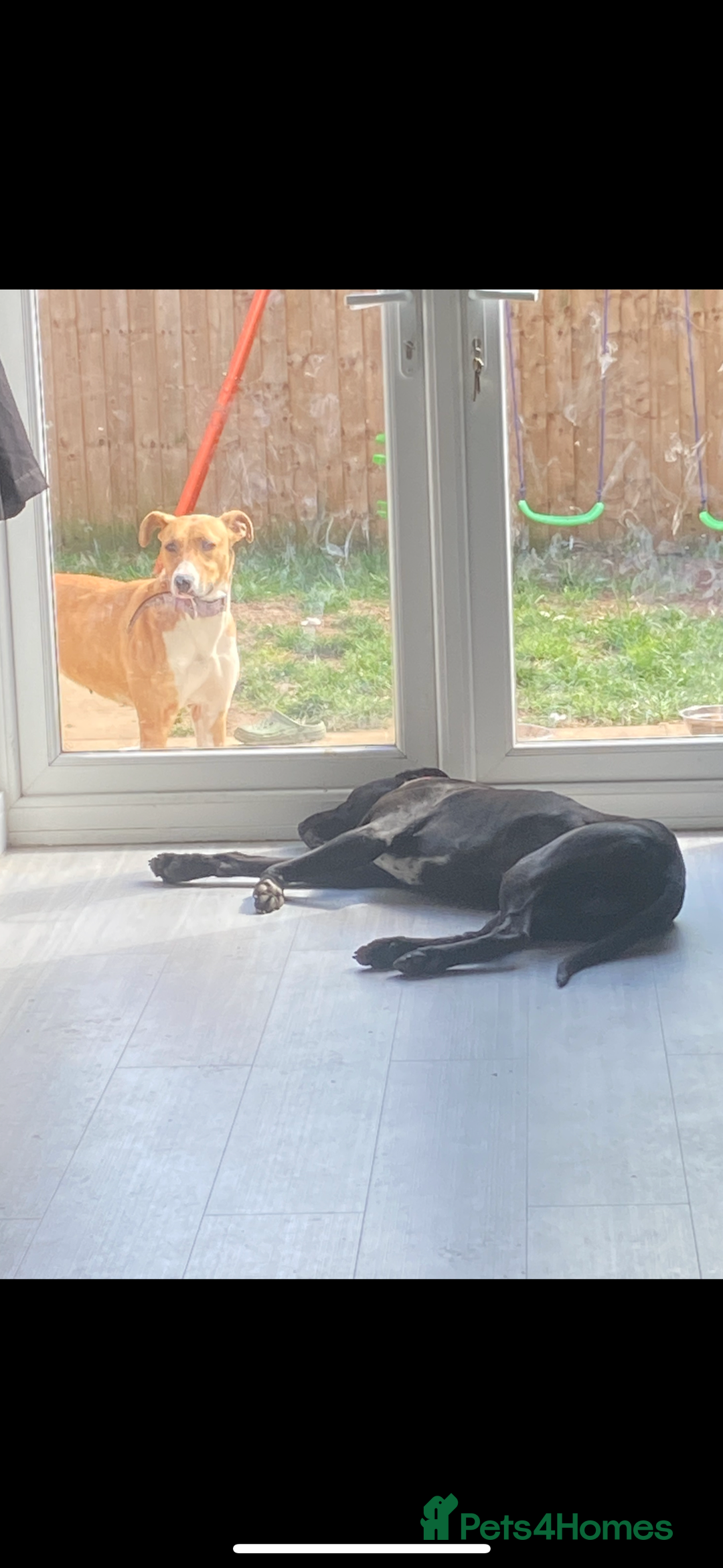 Lurcher dogs for sale: Bull X pups!  - Image 1