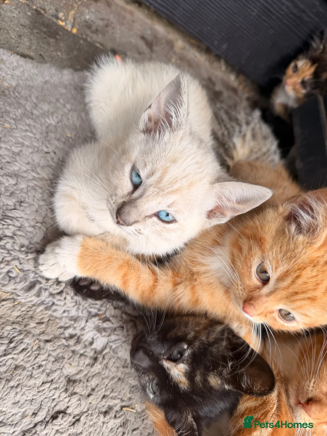Mixed Breed cats for sale: Siamese cross tabby kittens for sale  - Advert 2