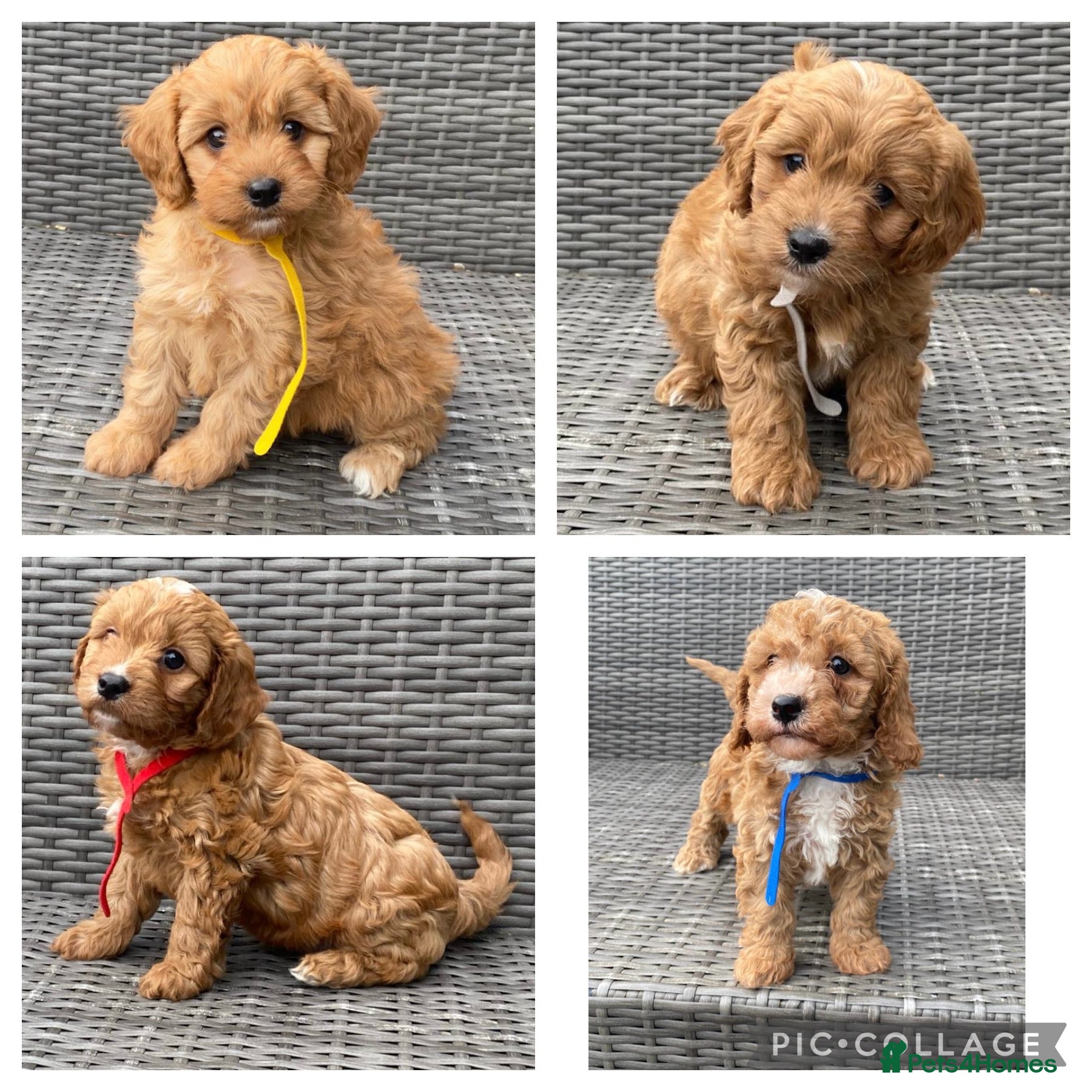 Cavapoochon dogs Beautiful Cavapoochon pups For Sale - Advert 2