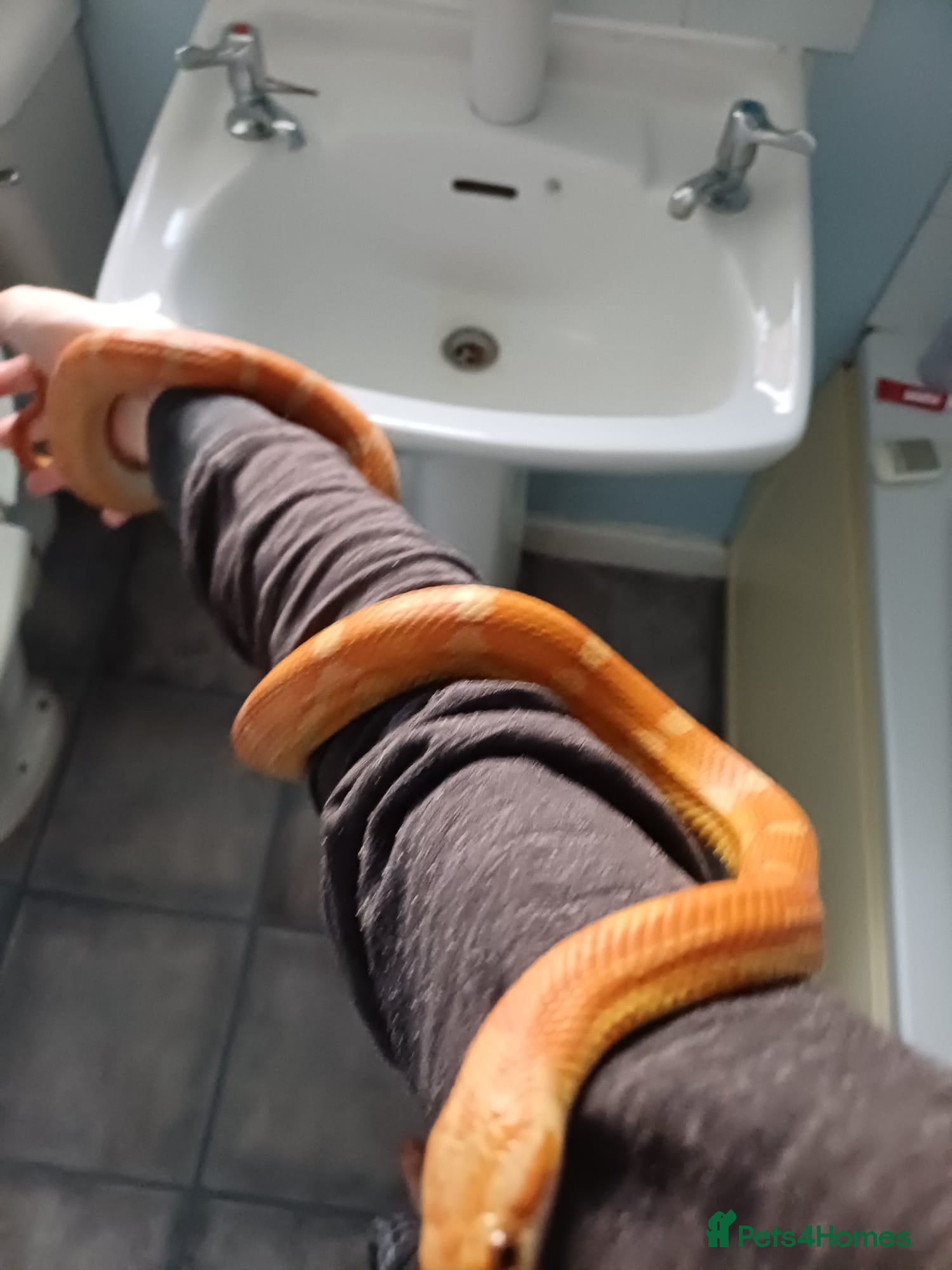 Corn Snake reptiles Male corn snake  - Advert 2