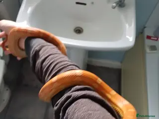 Corn Snake reptiles Male corn snake - Advert 6