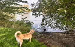 Mini Goldendoodle dogs for sale: Curly - Advert 2