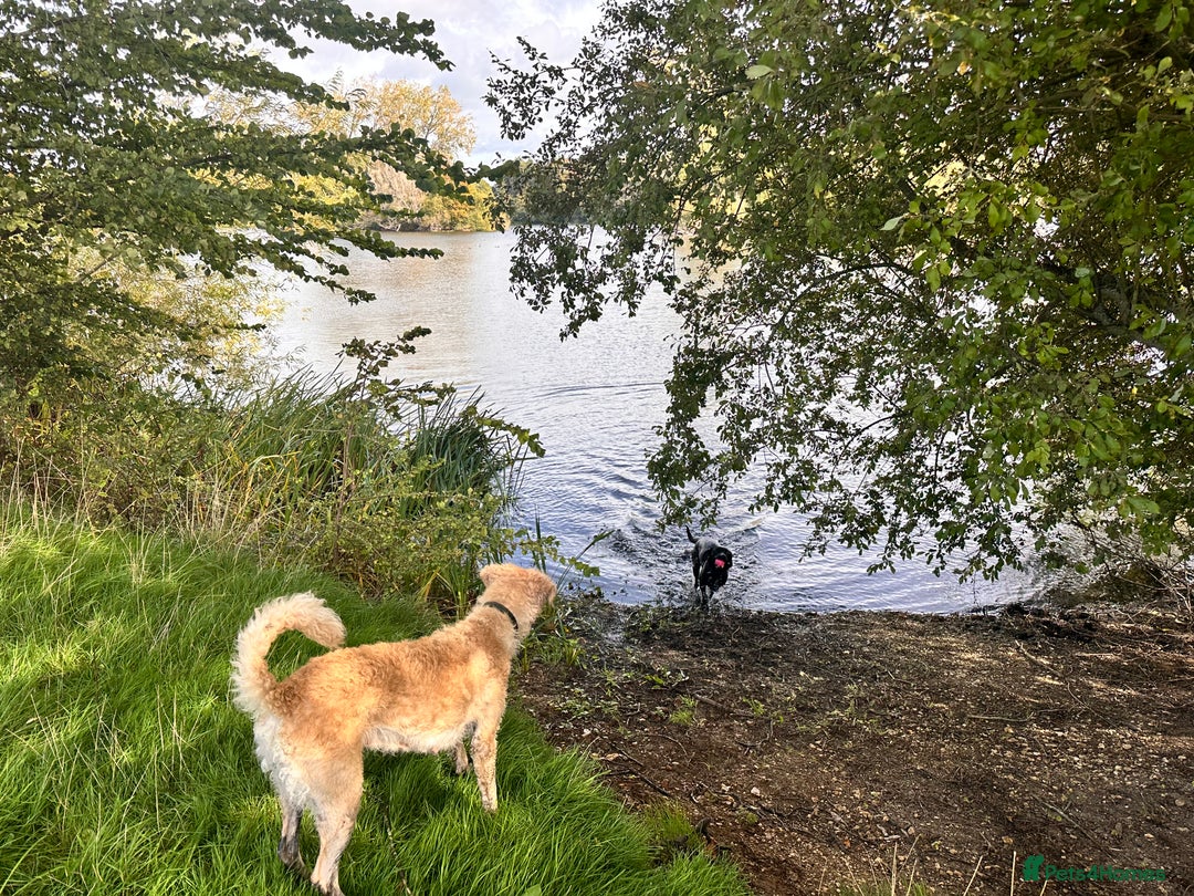 Mini Goldendoodle dogs for sale: Curly - Advert 2