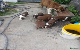 Mixed Breed dogs for sale: Bearded collie x welsh border collie - Image 9