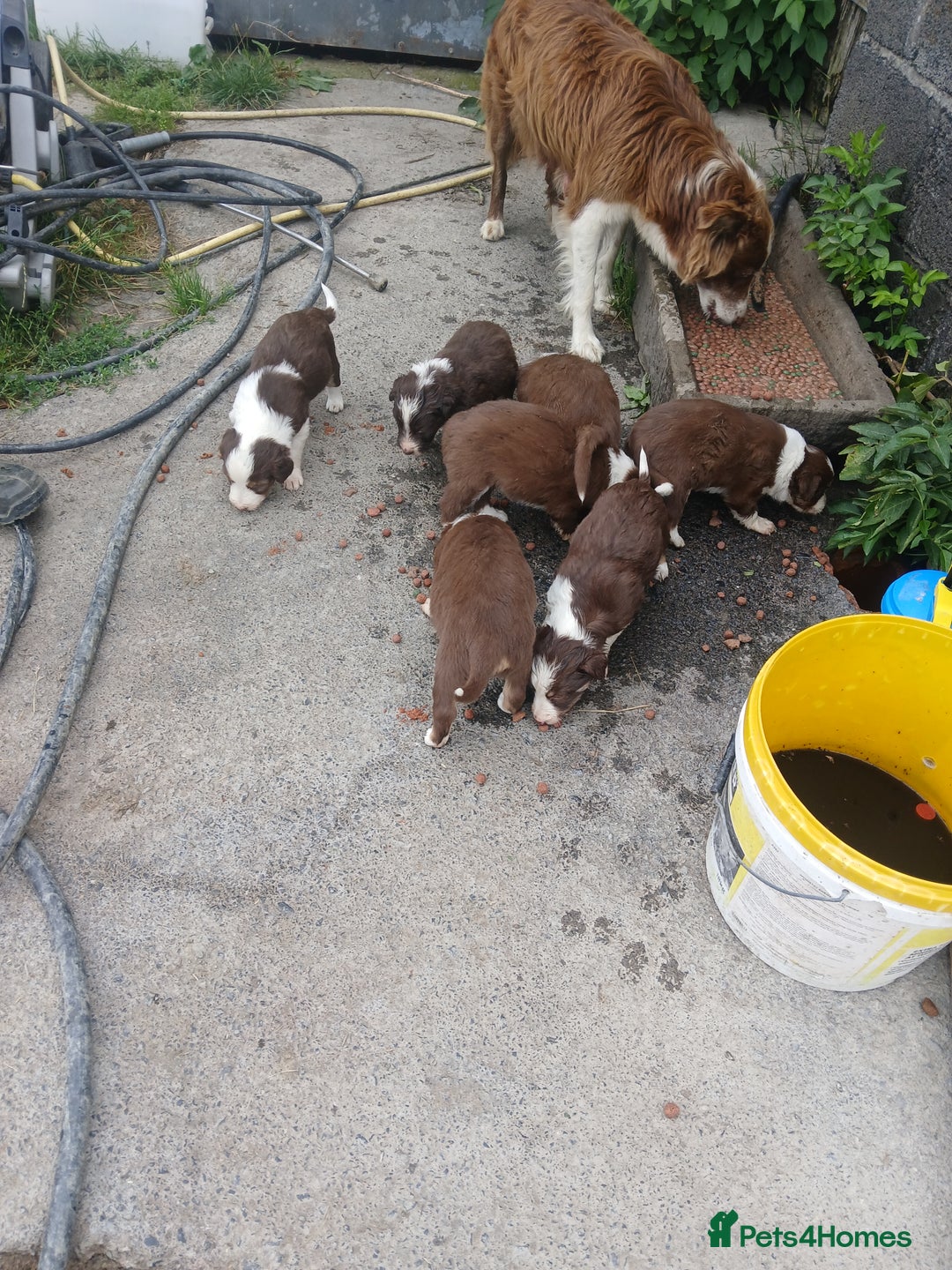 Mixed Breed dogs for sale: Bearded collie x welsh border collie - Image 9