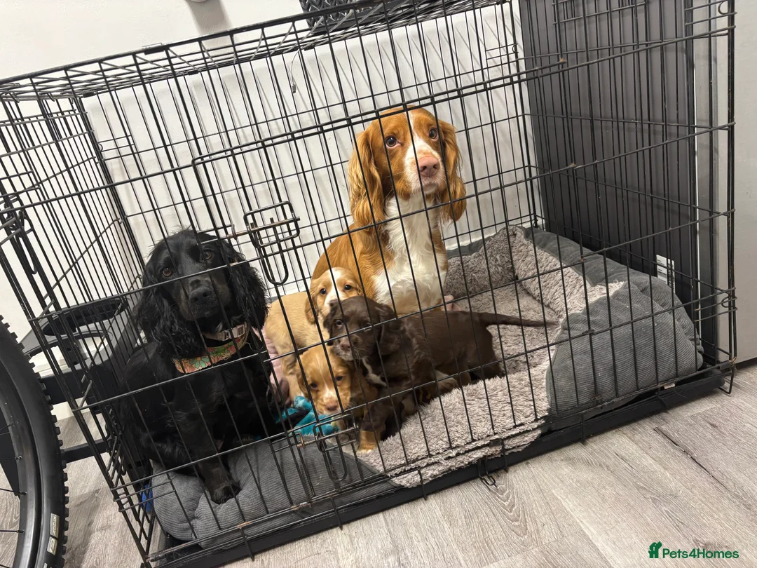 Cocker Spaniel dogs for sale: Cocker spaniels puppy’s  in Rotherham - Advert 2