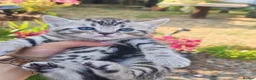 Mixed Breed cats for sale: Bengal mix  - Advert 33