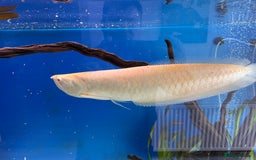 Cichlids fish for sale: Albino Arowana - Image 11