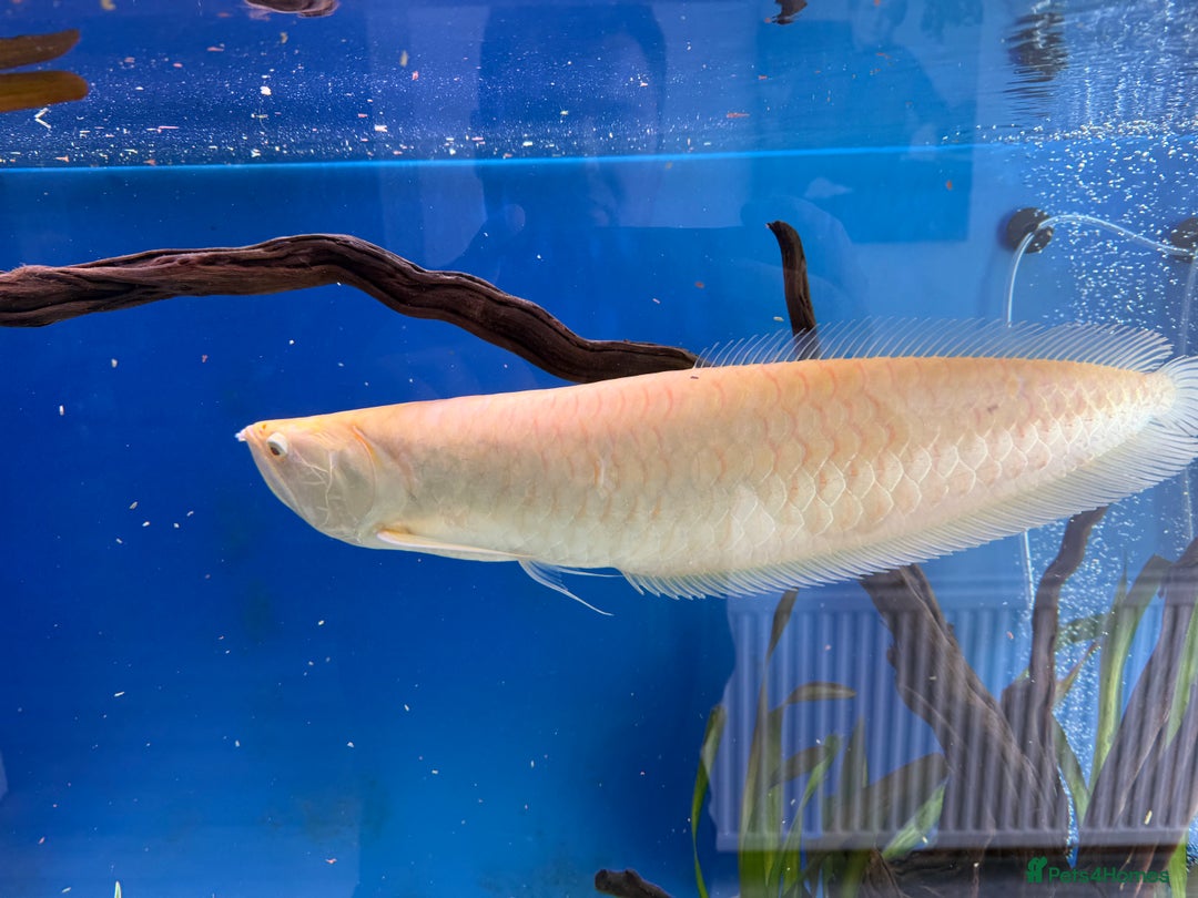 Cichlids fish for sale: Albino Arowana - Image 11