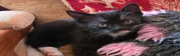 Mixed Breed cats for sale: Adorable Kittens Ready for their forever Homes - Advert 33
