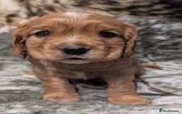 Cockalier dogs for sale: Stunning Health Tested Cockalier Puppies - Image 3