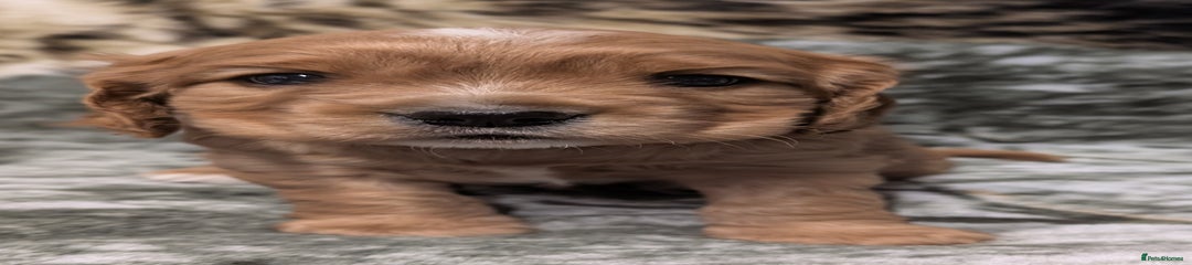 Cockalier Puppy 1