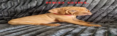 Hungarian Vizsla Puppy 5