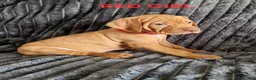 Hungarian Vizsla dogs for sale: READY TO LEAVE ,. 4 Beautiful girls left. - Advert 32