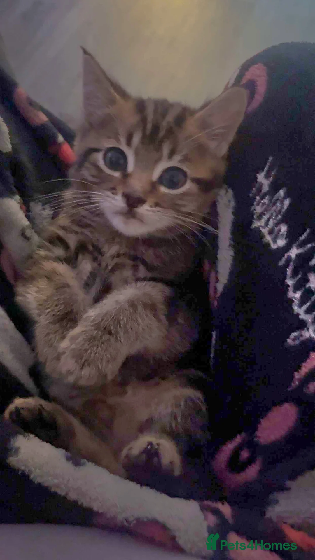 British Shorthair cats for sale: Kittens for sale - Advert 4