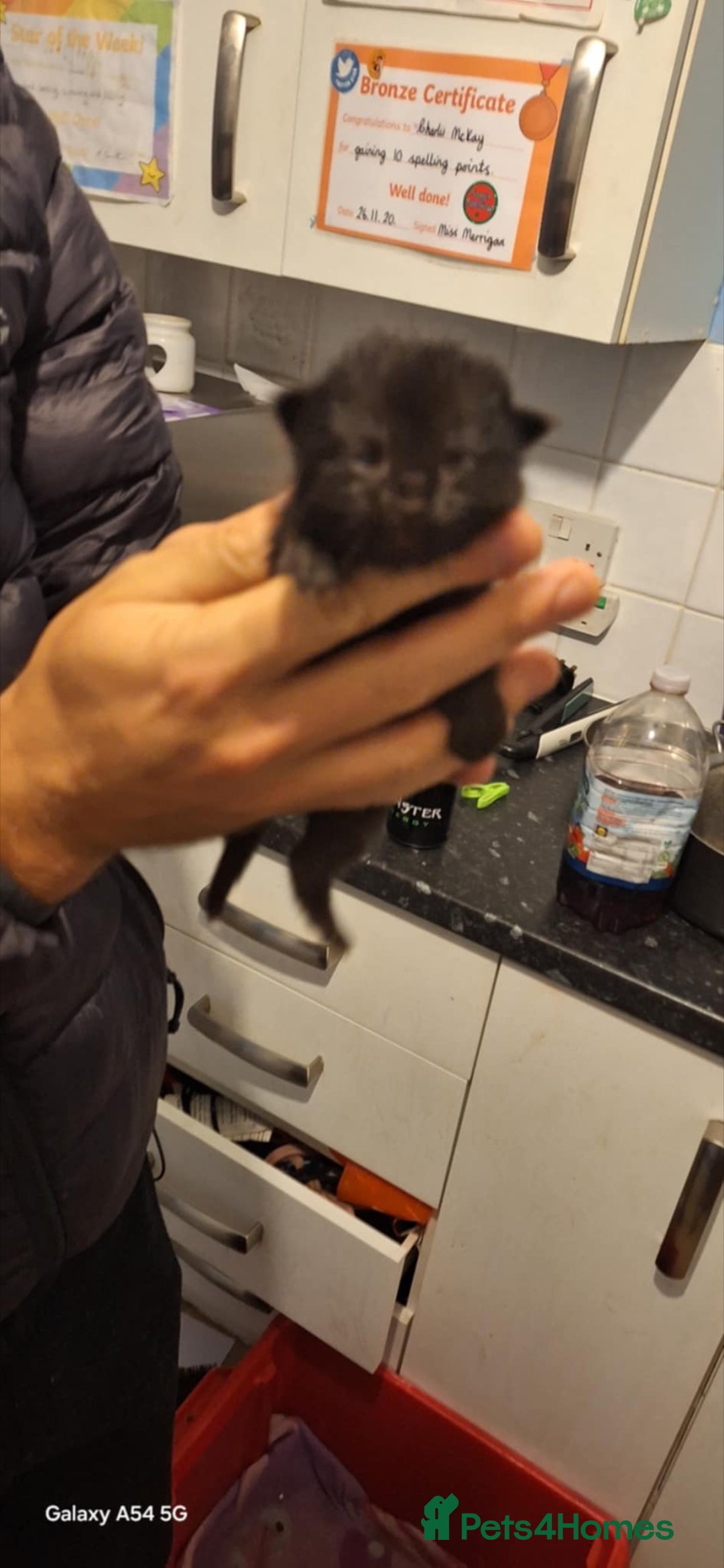 Brazilian Shorthair cats for sale: Kittens  - Advert 5