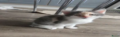 Pebbles
