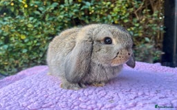 Mini Lop rabbits for sale: Mini lops available  - Image 12