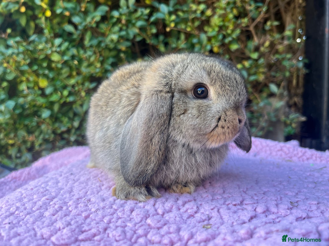 Mini Lop rabbits for sale: Mini lops available  - Image 12
