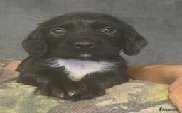 Cocker Spaniel dogs for sale: Kennel club working cocker spaniel pups  - Image 3