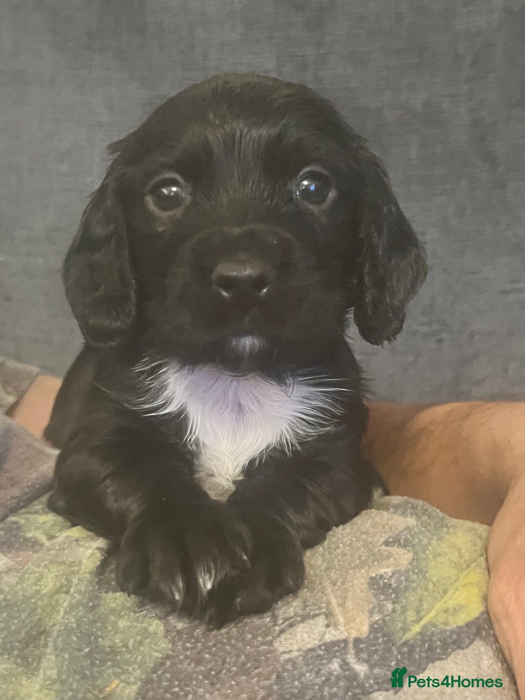 Cocker Spaniel dogs for sale: Kennel club working cocker spaniel pups  - Image 3