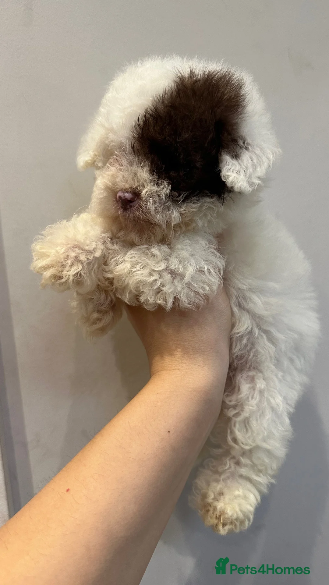 Cavapoo dogs for stud: Premium Cavapoo Chocolate Phantom Parti Stud  in Rickmansworth - Advert 34