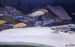 Cichlids fish for sale: African cichlids -  - Image 11