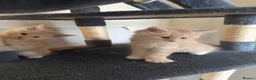 Maine Coon cats for sale: Main coon kittens - Advert 20