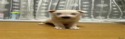 Shepsky dogs for sale: Adorable Shepsky Puppies Looking for Forever Homes - Advert 12