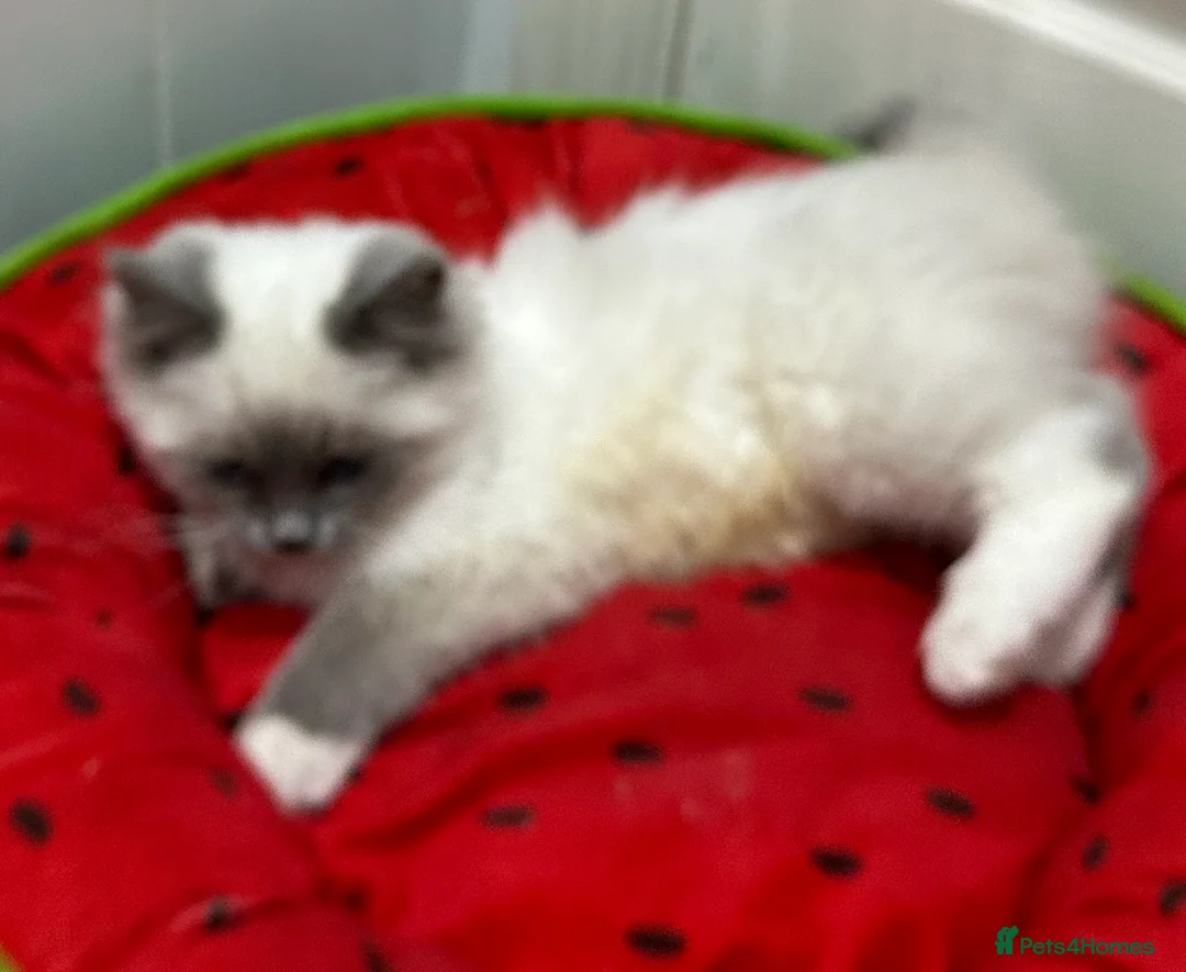 Ragdoll cats for sale: Ragdolls kitten 1 boy 2 girls Dob 12/11/25 - Advert 5