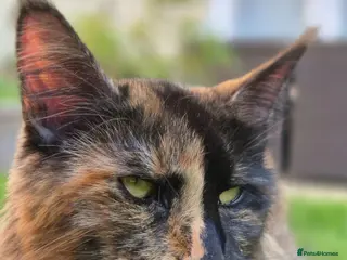 Maine Coon cats Mein con - Advert 2