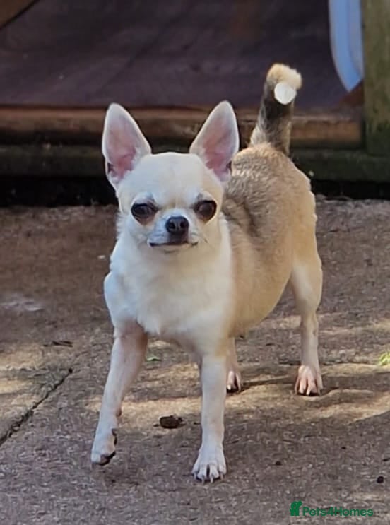 Chihuahua dogs Stunning Fawn Smooth coat Chihuahua Available. - Advert 2