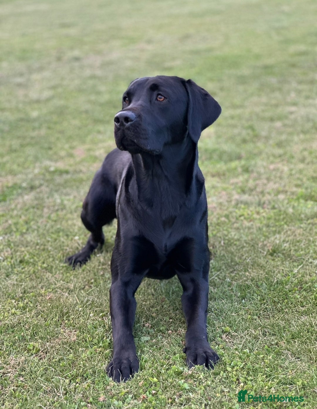 Labrador Retriever dogs for stud: KC registered Labrador Stud - Advert 5