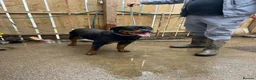 Rottweiler dogs for sale: 3 year old female Rottwieler  in Peterlee - Advert 2