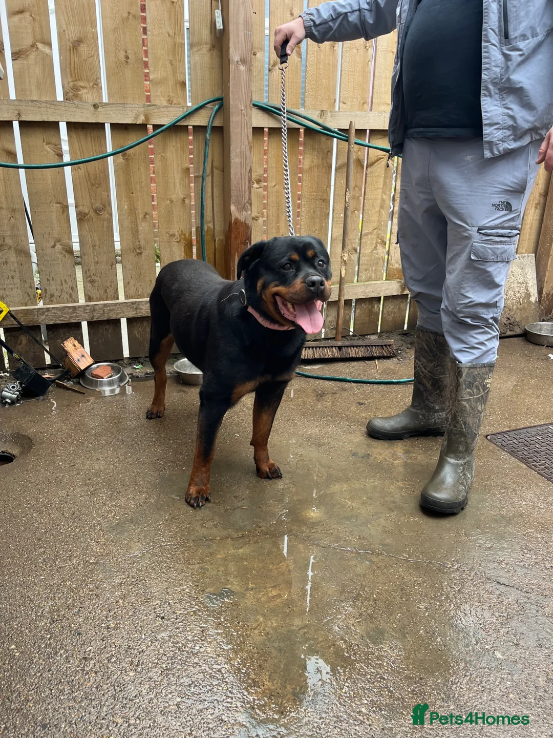 Rottweiler dogs for sale: 3 year old female Rottwieler  in Peterlee - Advert 2
