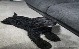 Cockapoo dogs for sale: 1 year old female cockapoo - Advert 3