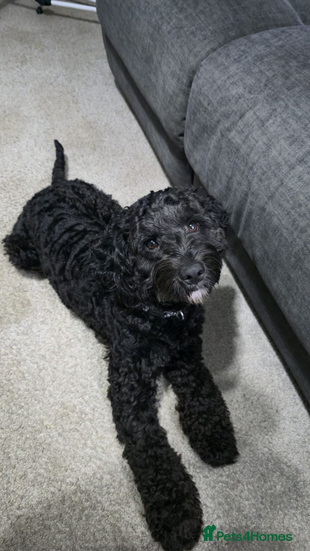 Cockapoo dogs for sale: 1 year old female cockapoo - Advert 3