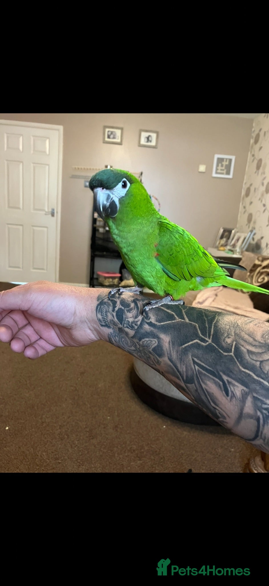 Parrots birds Hahns macaw for sale male  - Advert 4