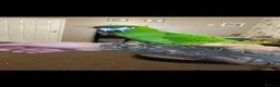 Parrots birds for sale: Hahns macaw for sale male  in Stroud - Advert 1