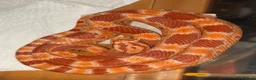 Corn Snake reptiles for sale: Corn snake  - Advert 1