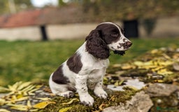 Cocker Spaniel dogs for sale: Beautiful Cocker Spaniel Puppy - Image 9