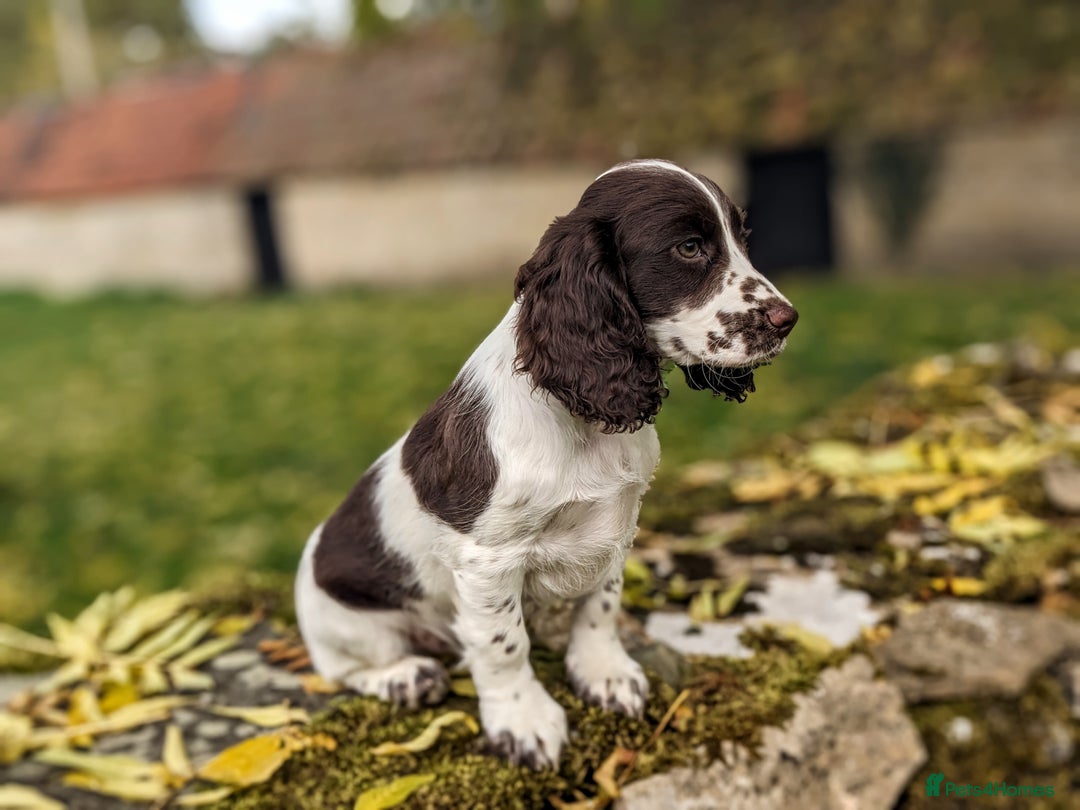 Cocker Spaniel dogs for sale: Beautiful Cocker Spaniel Puppy - Image 9