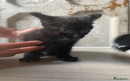 Domestic Shorthair cats for sale: Cute little domestic kittens  - Image 3