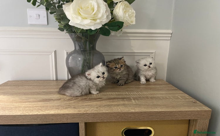 Persian cats - Advert 8