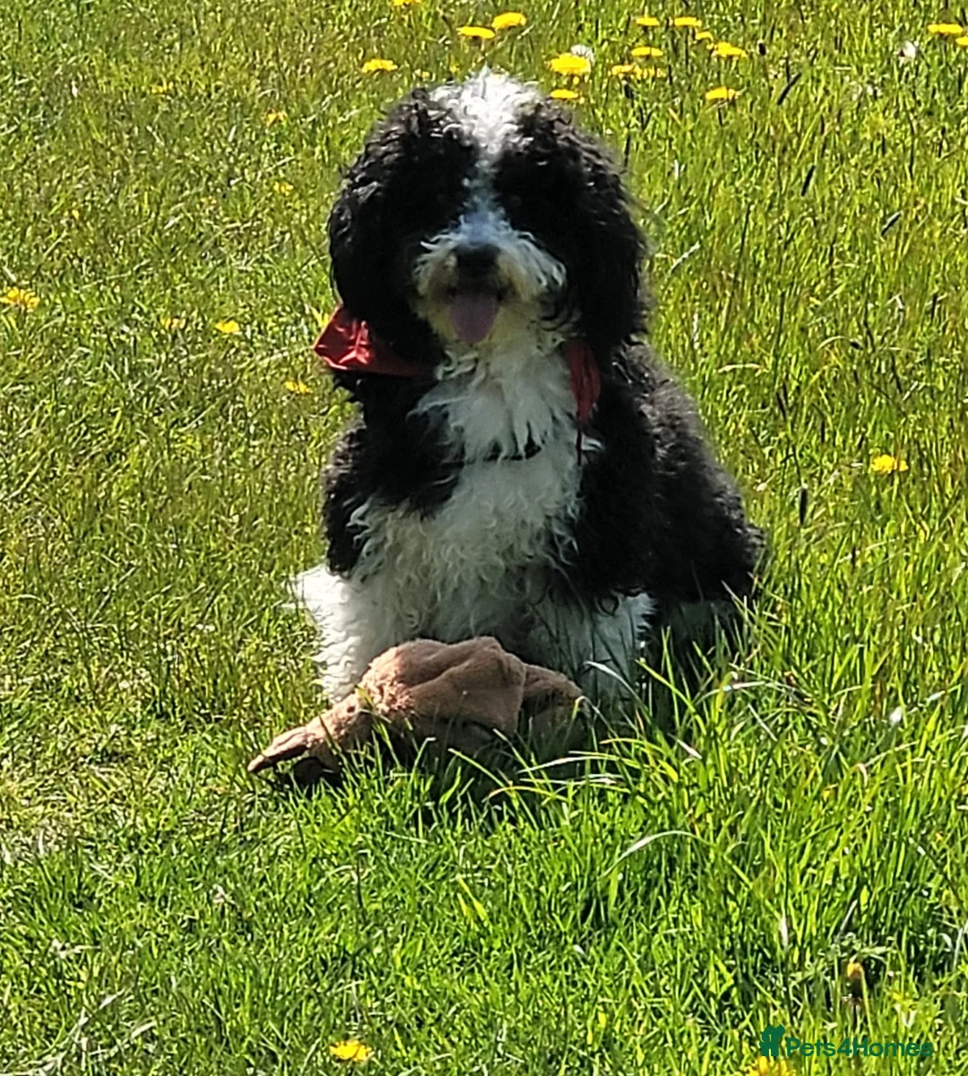 Bordoodle dogs for sale: F1 extensive genetic testing/full refund guarantee - Advert 6