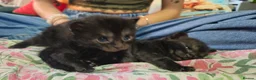 Maine Coon cats for sale: Maine coon X in Weymouth - Advert 15