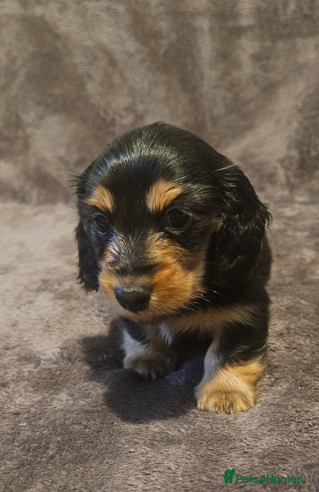 Miniature Dachshund dogs for sale: 3 adorable long hair miniature dachshund boys - Advert 5