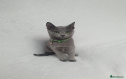 Russian Blue cats for sale: ❤️Beautiful Russian Blue Boys❤️ - Image 2