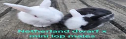 Mixed Breed rabbits for sale: Stunning selection of rabbits - Advert 2