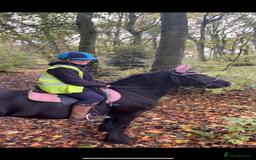 Other Breed horses for sale: Dales x Cob for sale - Image 10